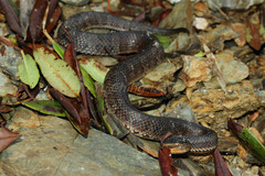 Trimeresurus gracilis