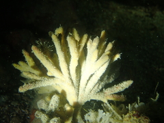 Stelligera stuposa