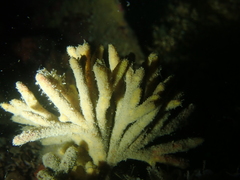 Stelligera stuposa
