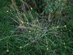 Hirschfeldia incana