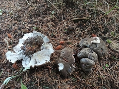 Boletopsis leucomelaena