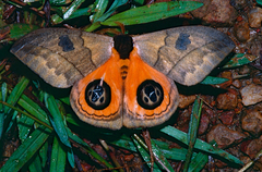 Automeris liberia