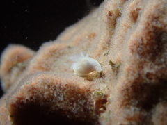 Entoprocta