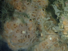 Hemimycale columella