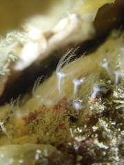 Sarcodictyon catenatum