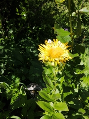 Pentanema orientale