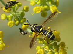 Ceriana vespiformis