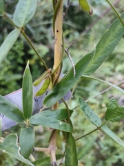 Glycine max soja
