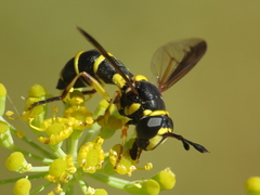 Ceriana vespiformis