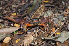 Nanhaipotamon aculatum