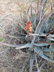 Aloe cryptopoda image