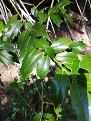Ilex colchica