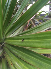 Cephaloconus cyprinus