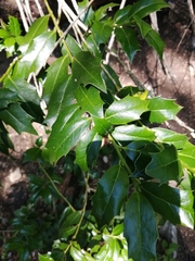 Ilex colchica
