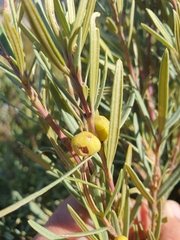 Grubbia tomentosa