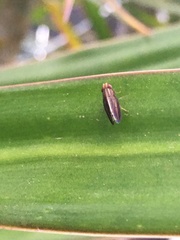 Cephaloconus cyprinus