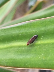Cephaloconus cyprinus