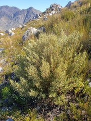 Grubbia tomentosa