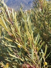 Grubbia tomentosa