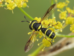 Ceriana vespiformis