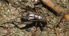 Pteronemobius gorochovi