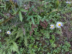 Aster indicus