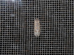 Phylomictis sarcinopa