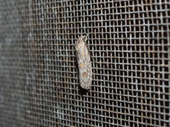 Phylomictis sarcinopa