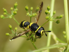 Ceriana vespiformis