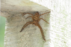 Heteropoda venatoria