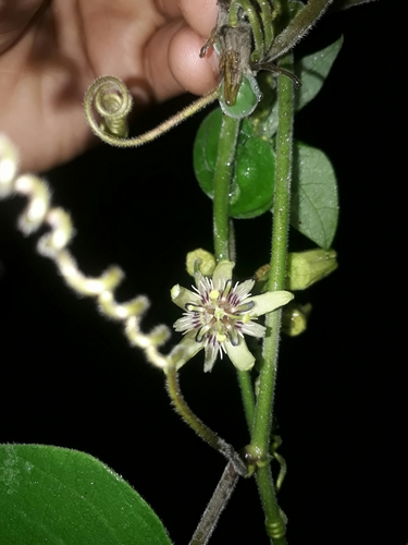 Image of Passiflora sexflora by (c) Saban-Sequén, E.A., some rights reserved (CC BY)
