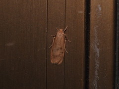 Lambula obliquilinea