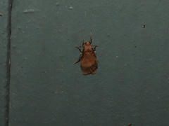 Lambula obliquilinea