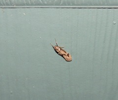 Graphosia stenopepla