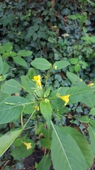 Impatiens edgeworthii