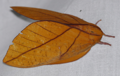 Adeloneivaia cayennsis
