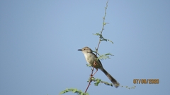 Prinia lepida