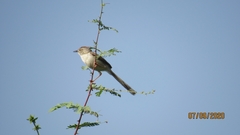 Prinia lepida