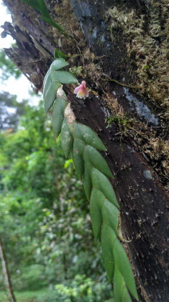 Dendrobium lobulatum Rolfe ex J.J.Sm. 2
