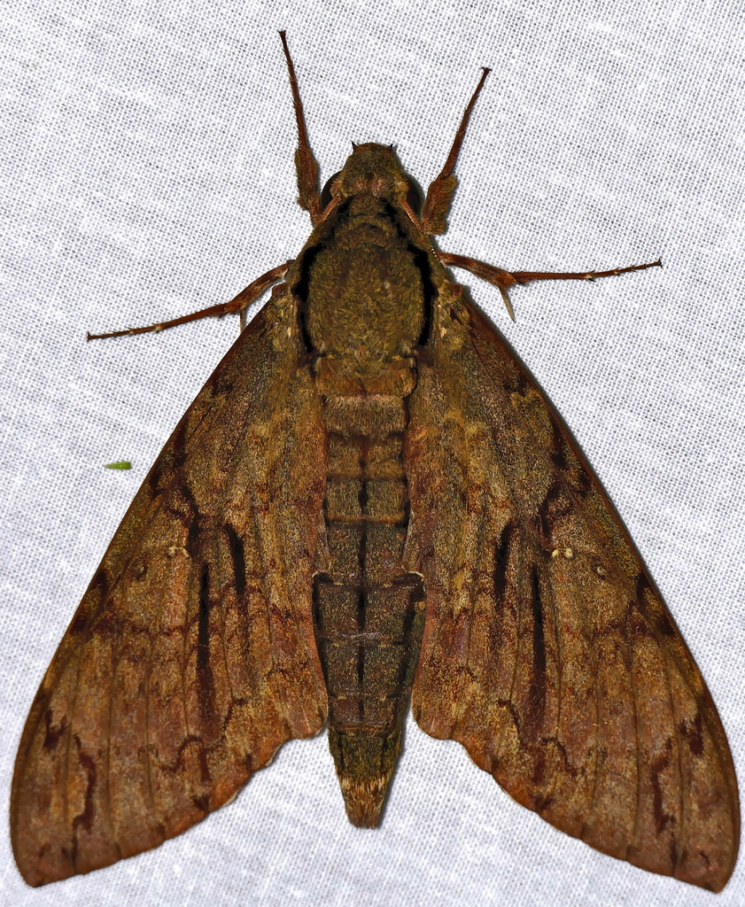 Cocytius lucifer