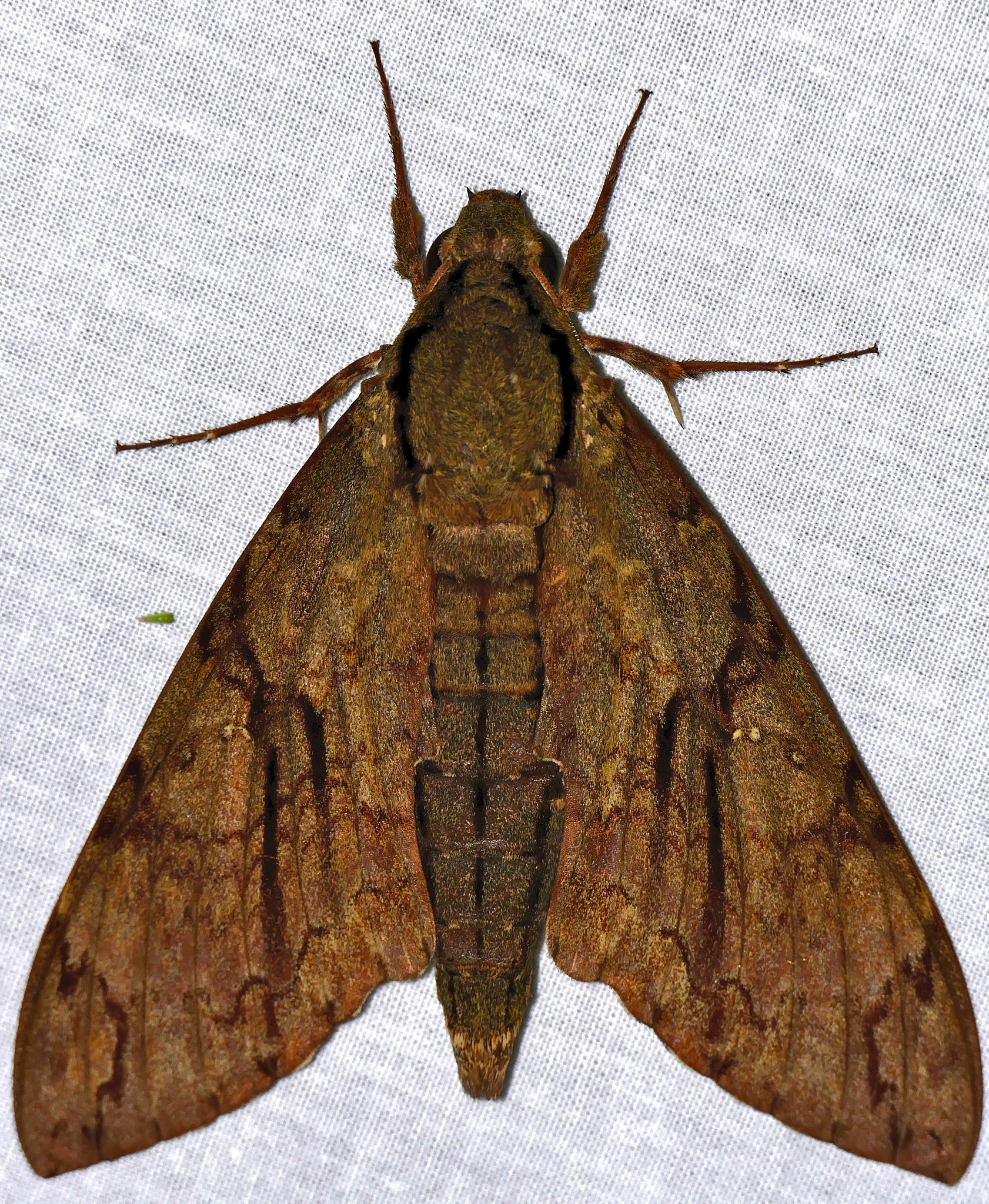 Lucifer Arthropoda