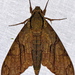 Cocytius lucifer - Photo (c) Bernard DUPONT, some rights reserved (CC BY-SA)