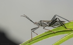 Cloresmini