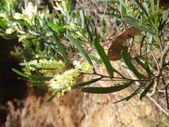 Acacia mucronata mucronata
