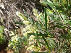 Acacia mucronata mucronata