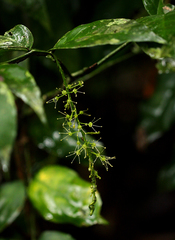 Urobotrya sparsiflora