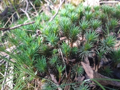 Dawsonia
