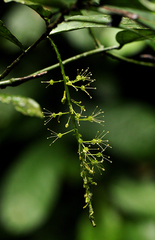 Urobotrya sparsiflora