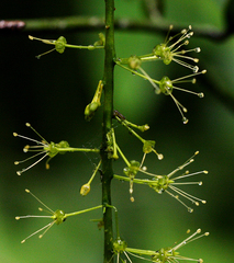 Urobotrya sparsiflora