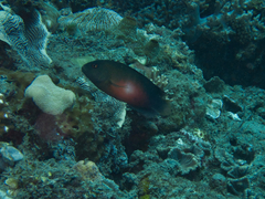 Labracinus cyclophthalmus
